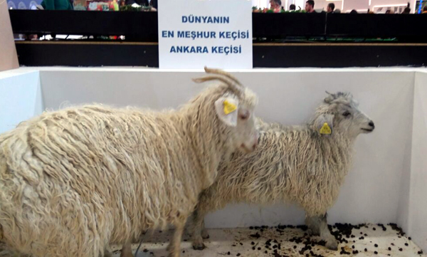 Ankara Keçisi Emitt Turizm Fuarı'nda