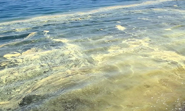 Konyaaltı Plajı'ndakı kirlilik değil polen tabakası