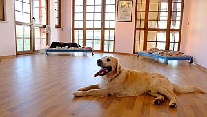 Fizyopet Köpek Oteli hayvanseverlerin ilk tercihi oluyor