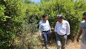 Bodrum'un mandalina bahçeleri turizme kazandırılacak