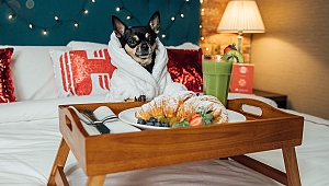 ''Köpek'' otel eleştirmeni aranıyor