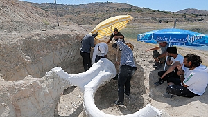 Dünya Doğa Tarihine ışık tutacak