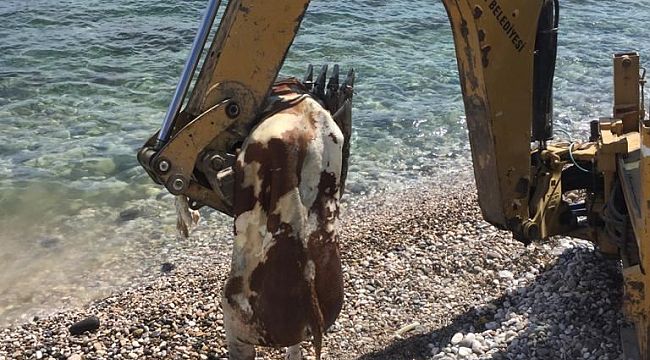 Çeşme'de kıyıya inek ölüsü vurdu