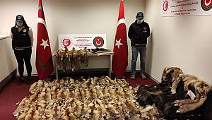 Esenboğa'da 250 adet tilki ve kunduz postu ele geçirildi