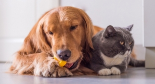 Kedi köpek otellerine talep yüzde 114 arttı