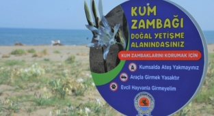''Kum Zambağı''nı koparmanın cezası 77 bin lira
