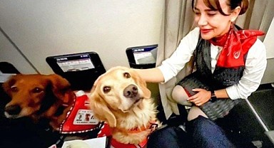 THY'den can kurtaran köpeklere