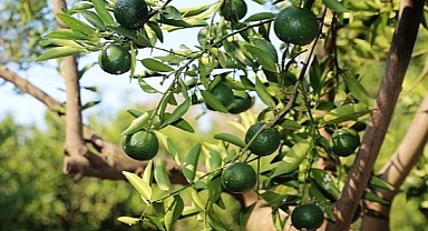 Bodrum'da mandalina bahçelerine butik otel önerisi