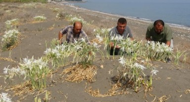 Sahildeki bu çiçeği koparmanın cezası 244 bin lira