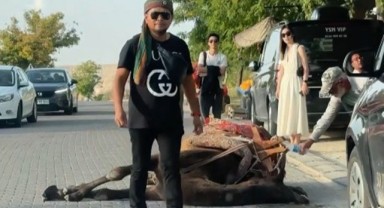 Turistleri gezdiren deve iş yüküne dayanamadı