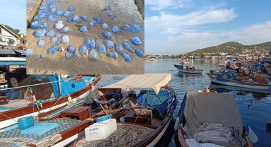 Turizme deniz anası darbesi