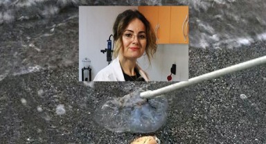 Denizlerde gizli tehlike, denizanası