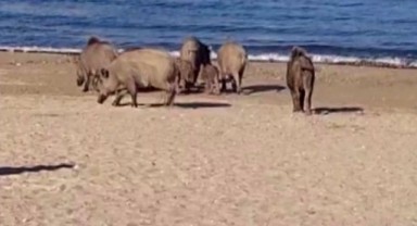 Turistler neye uğradığını şaşırdı! Sahili domuzlar bastı
