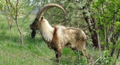 Av turizmi için 30 yaban keçisi kotası belirlendi