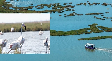 Flamingo yolu turları başladı