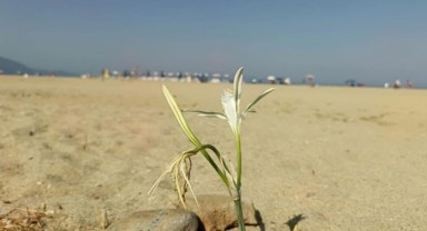 Kuşadası plajlarında yıllar sonra kum zambağı açtı