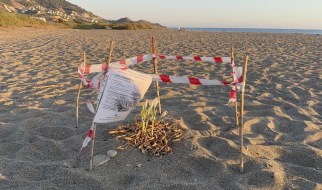 Kum zambaklarını koparmanın bedeli 557 bin TL