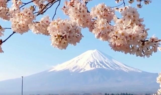 Aşırı turizm Japonya'da festivali iptal ettirdi