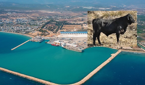 Turizme Angus darbesi!