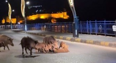 Turizmin gözde ilçelerinde yaban domuzu istilası