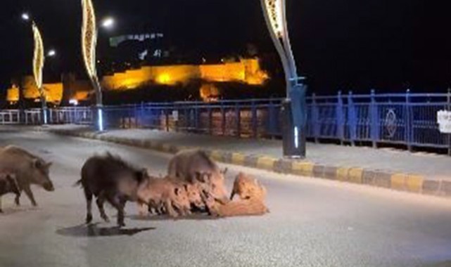 Turizmin gözde ilçelerinde yaban domuzu istilası