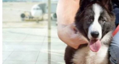 Evcil hayvanla uçacaklara IATA’dan yeni rehber