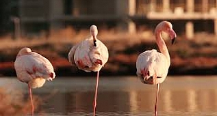 Tarkan'dan Gediz Deltası'na videolu destek